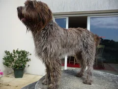 Chien perdu Griffon Korthals