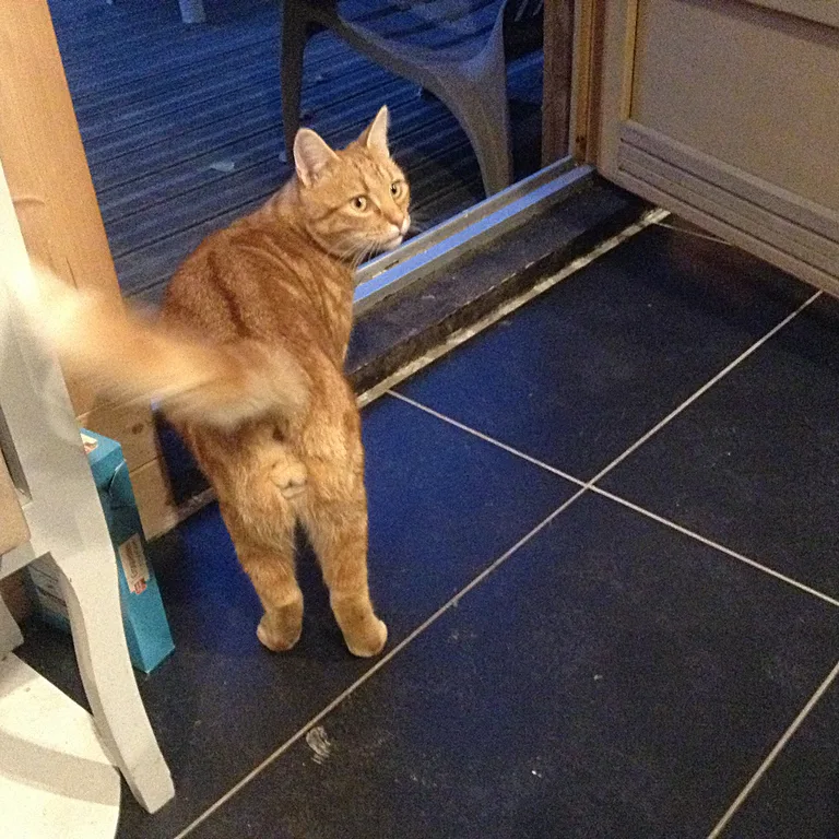 Chat trouvé