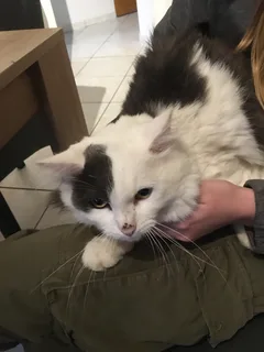 Chat trouvé Maine Coon