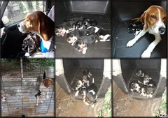 Chien perdu Beagle