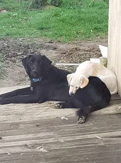 Chien perdu Labrador-Retriever