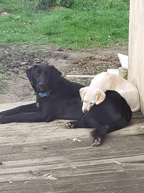 Paco