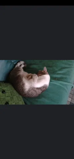 Chat perdu Européen