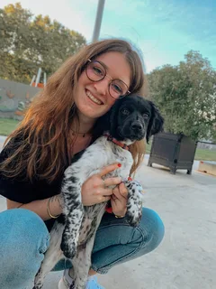 Chien perdu Epagneul Breton