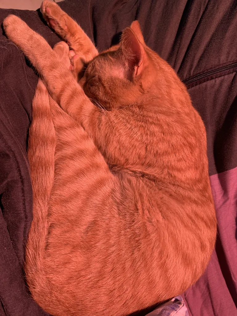 Chat trouvé