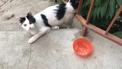 Chat trouvé Croisé