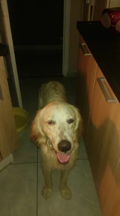Chien trouvé Setter Anglais