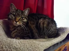 Chat trouvé Sans race particulière