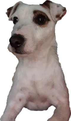Chien perdu Jack-Russell-Terrier