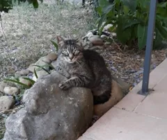 Chat trouvé Chat Tigre