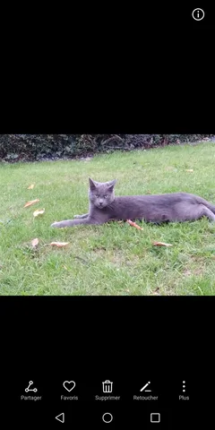 Chat perdu Korat