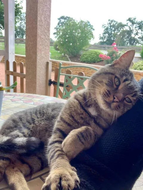 Chat trouvé