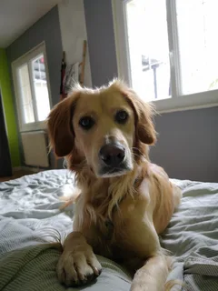 Chien perdu Golden-Retriever