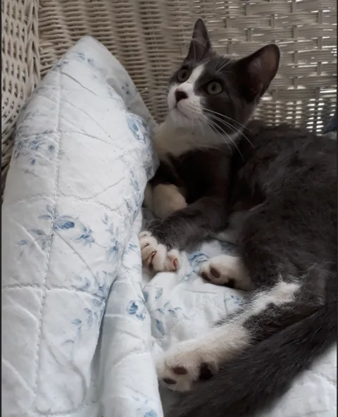 Chat trouvé