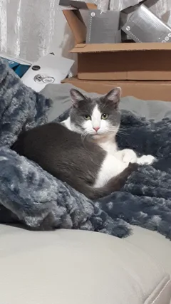 Chat perdu Européen
