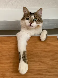 Chat perdu Européen