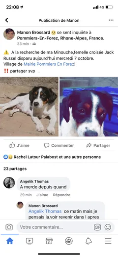 Chien perdu Croisé