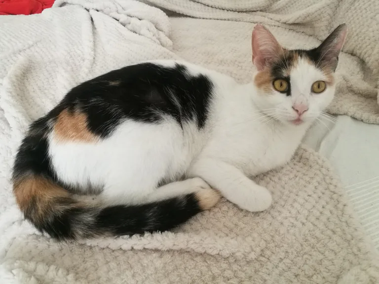 Chat trouvé
