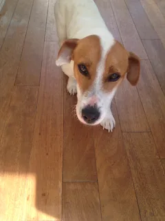 Chien trouvé Jack-Russell-Terrier