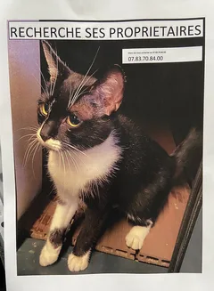 Chat trouvé Européen