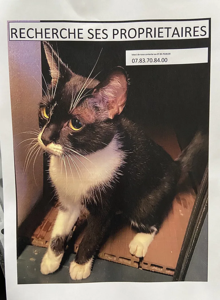 Chat trouvé