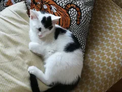 Chat perdu Européen