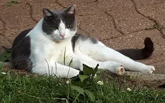 Chat perdu Européen