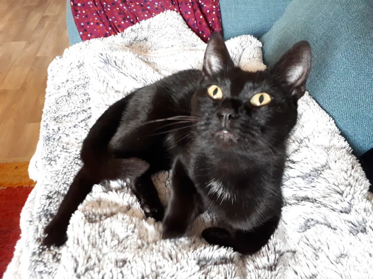 Chat trouvé