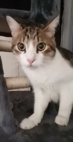 Chat trouvé Européen