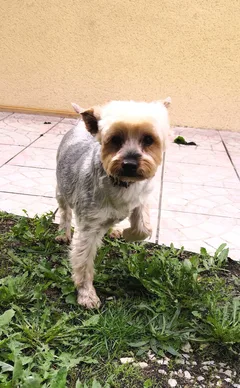 Chien trouvé Yorkshire Terrier