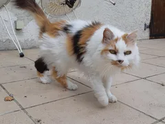 Chat perdu Croisé