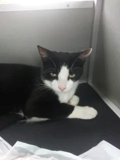 Chat perdu Européen
