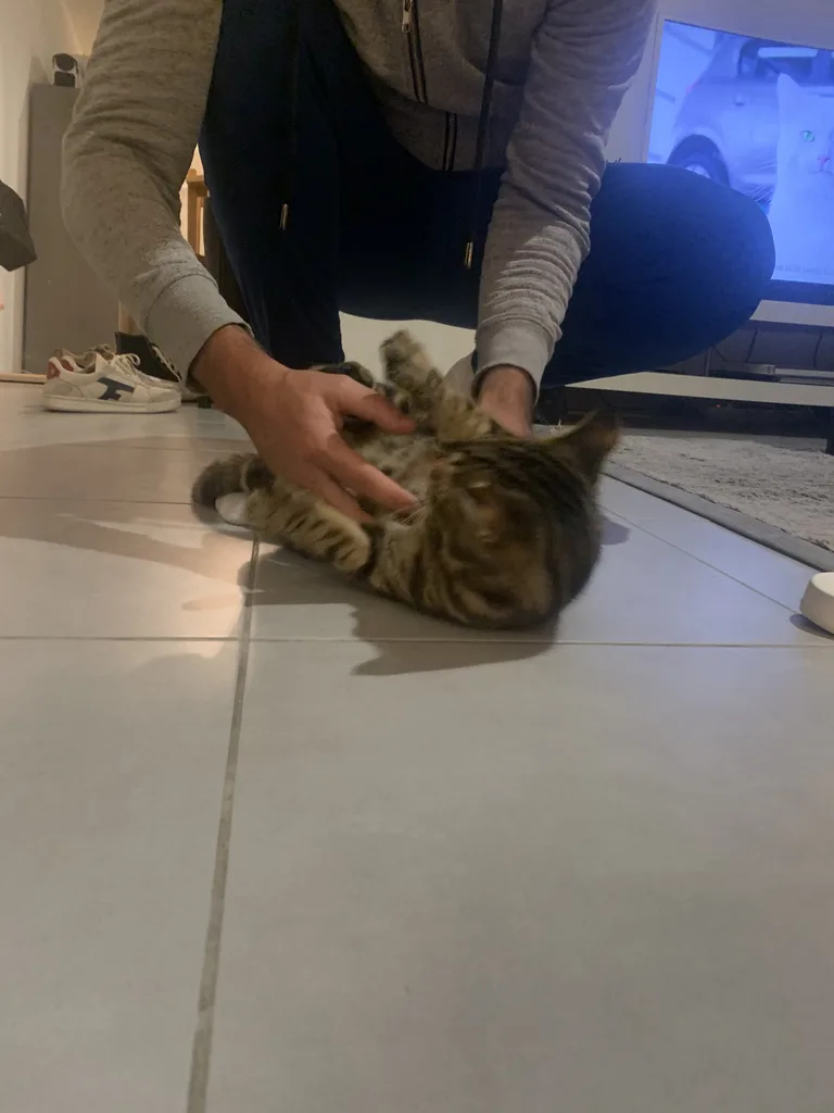 Chat trouvé