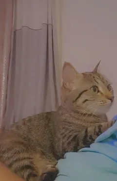 Chat perdu Chat Tigre