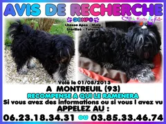 Chien perdu Lhassa Apso