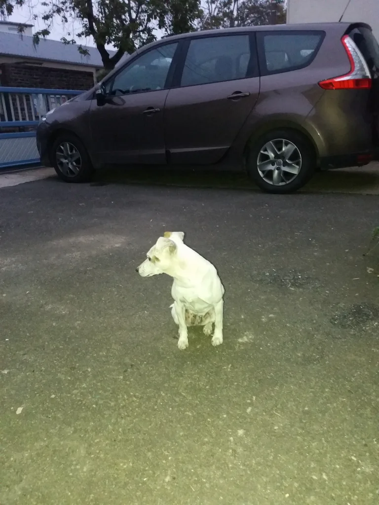 Chien trouvé