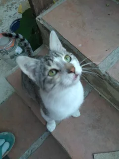 Chat perdu Européen