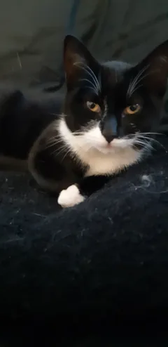 Chat trouvé Européen