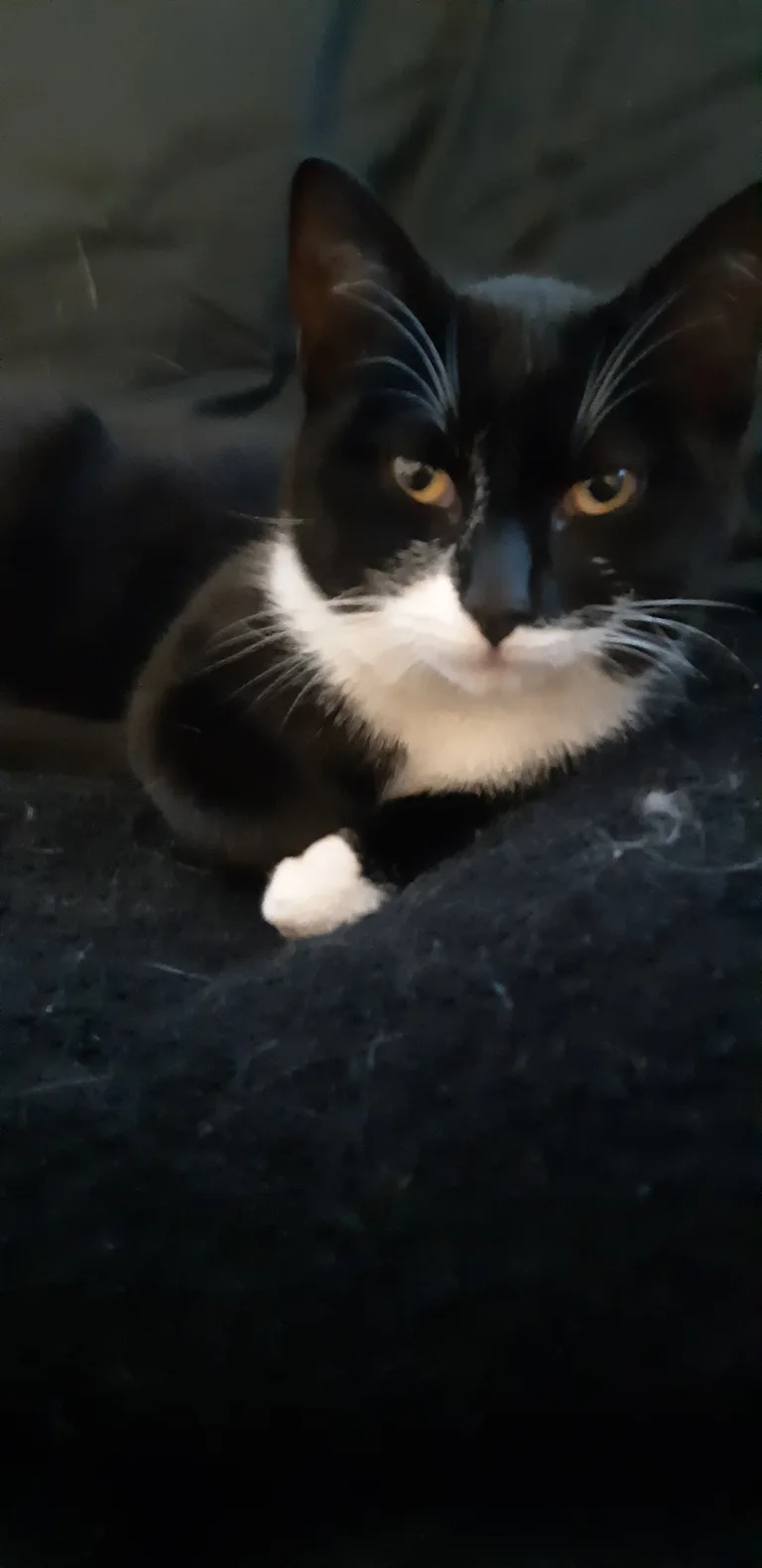 Chat trouvé