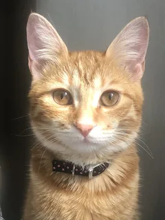 Chat perdu Européen