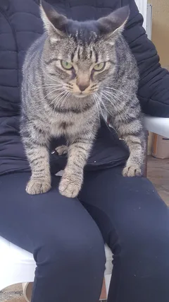 Chat trouvé Siamois