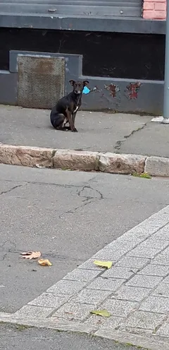Chien perdu Croisé