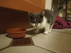 Chat trouvé Européen