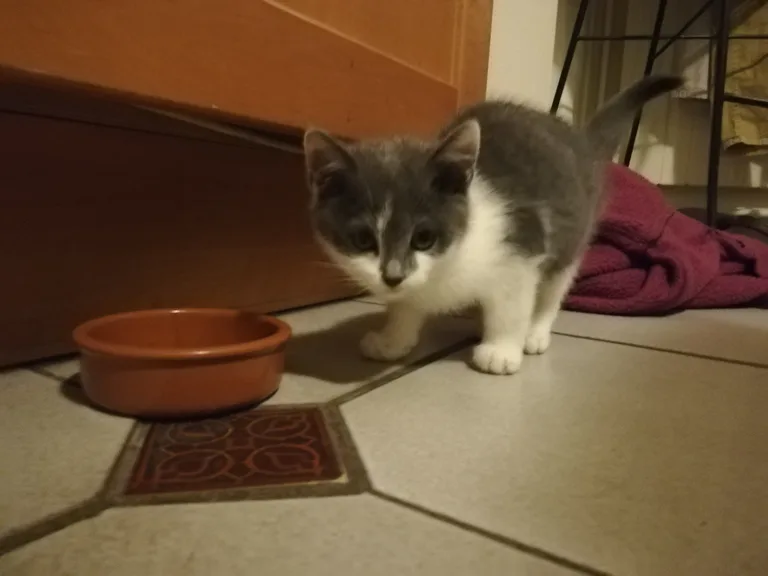 Chat trouvé