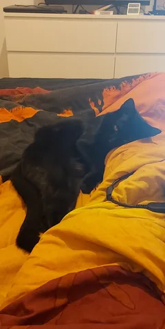 Chat perdu Sans race particulière