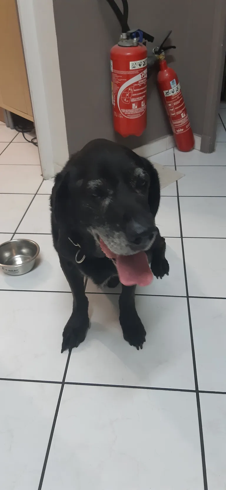Chien trouvé
