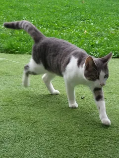 Chat trouvé Européen