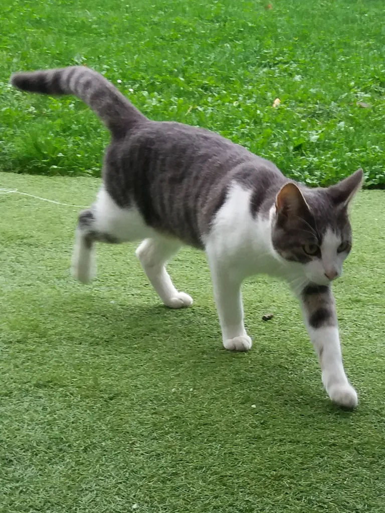 Chat trouvé