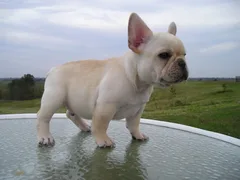 Chien trouvé Bouledogue Français
