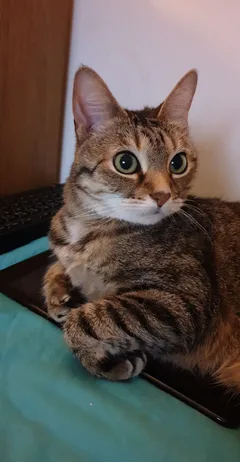 Chat perdu Européen